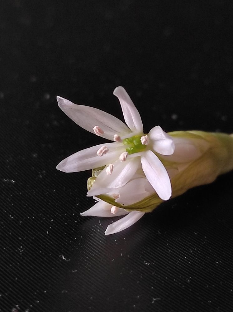 Photograph by Луиза Баширова