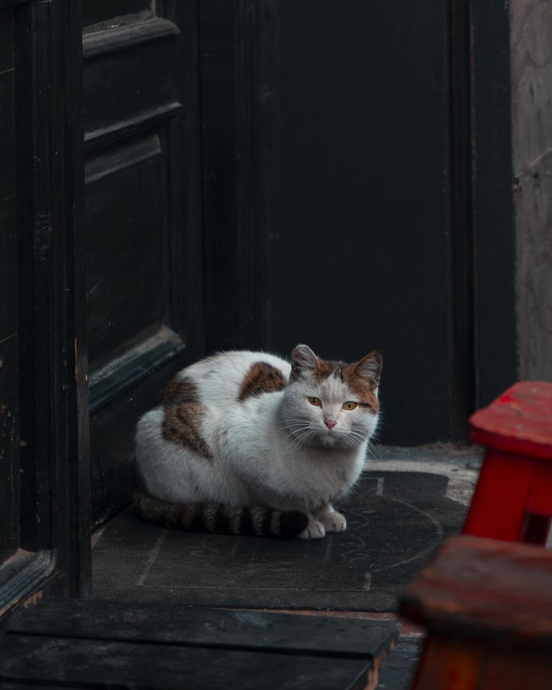 Photograph by Farhood Amni