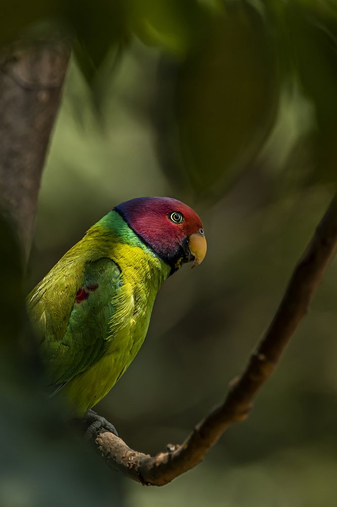 Photograph by Saumi Biswas