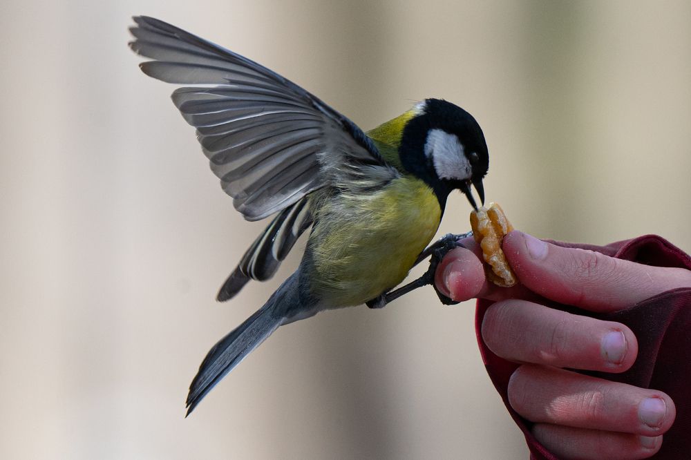 Фотография автора Julia A Caesar