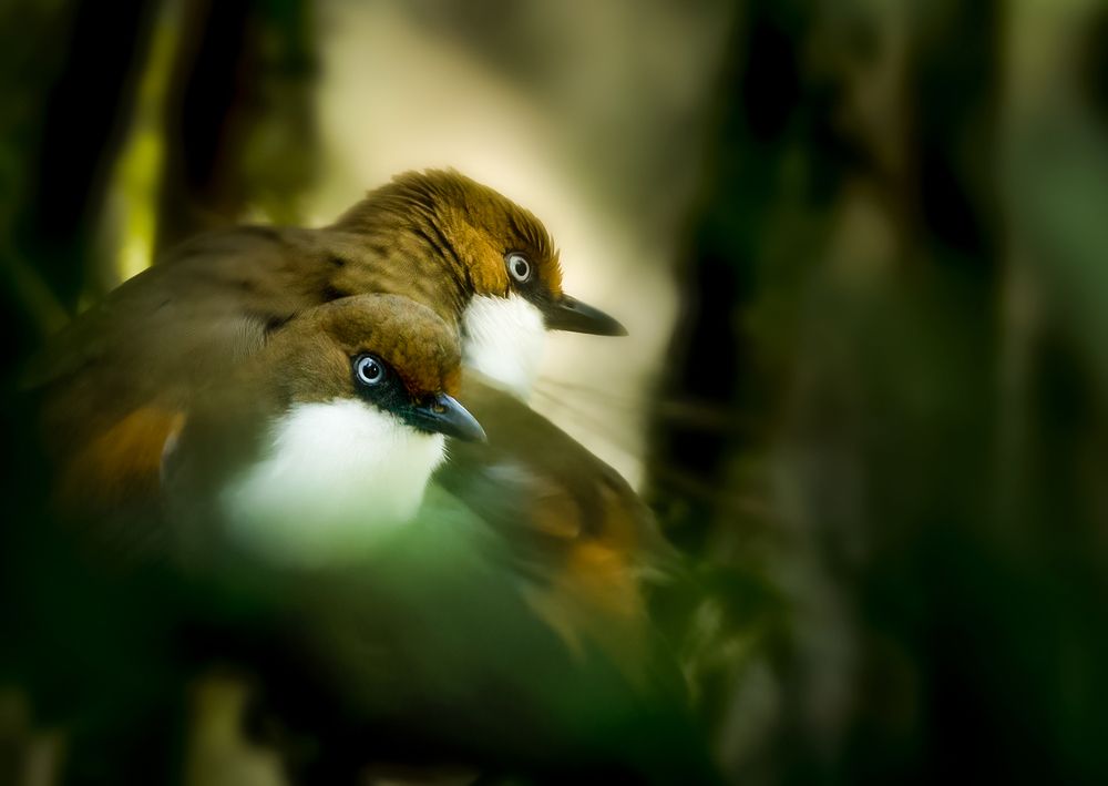 Фотография автора Prithul Das