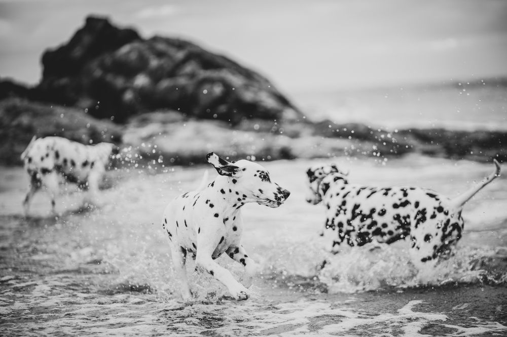 Photograph by Alexander Stoyanov