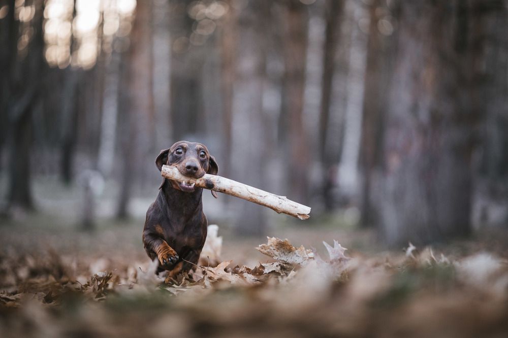 Photograph by Alexander Stoyanov