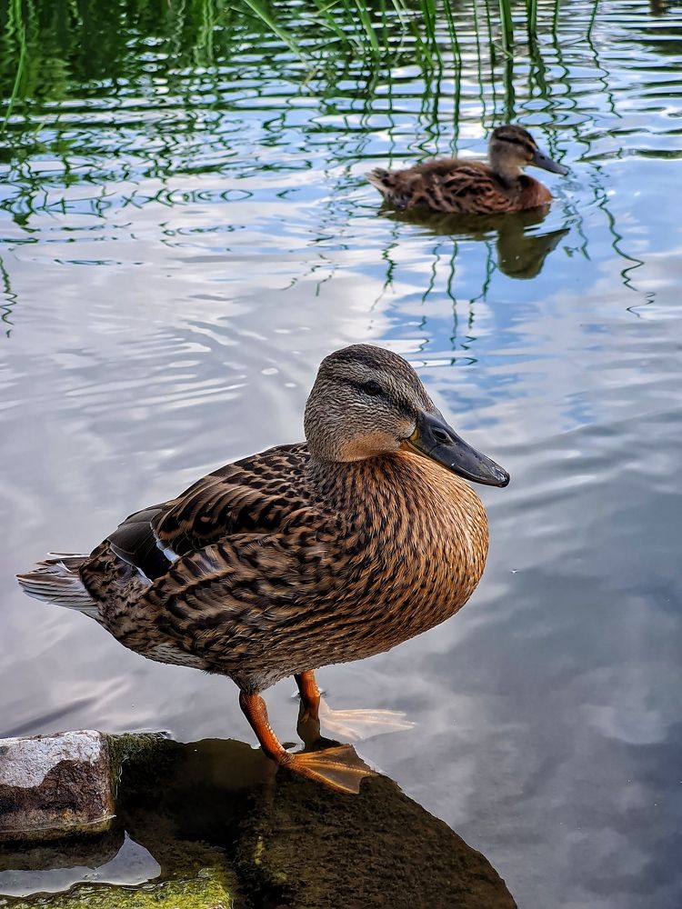 Photograph by Мария Шамина