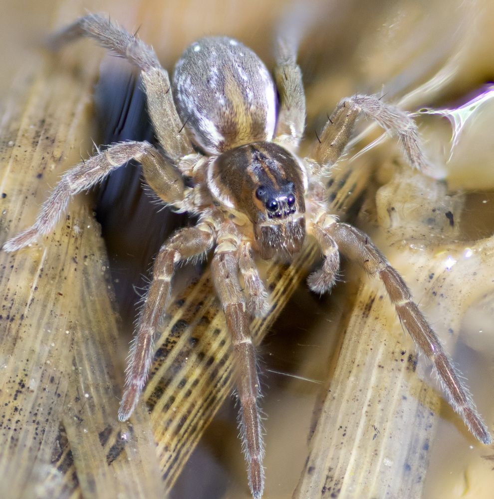 Photograph by Эльвира Быкова