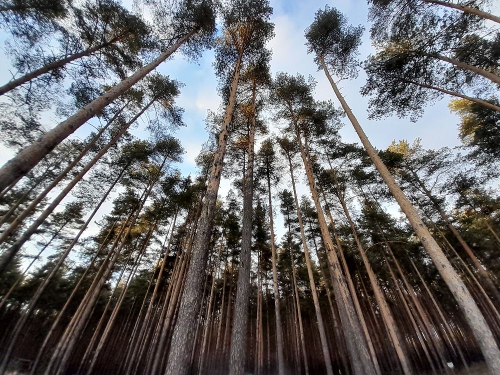 Photograph by Тамара Прибойченко