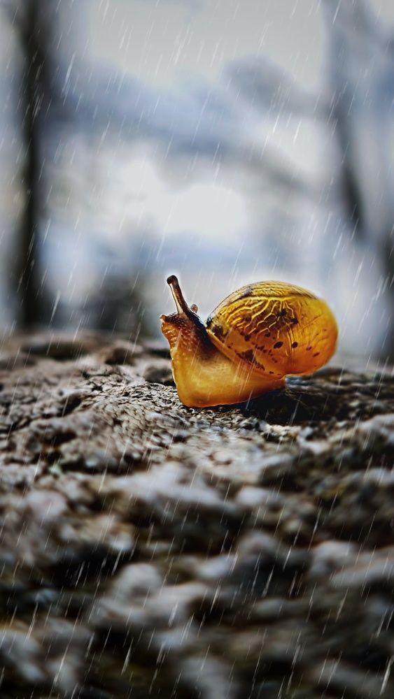 Photograph by Kolesnikova