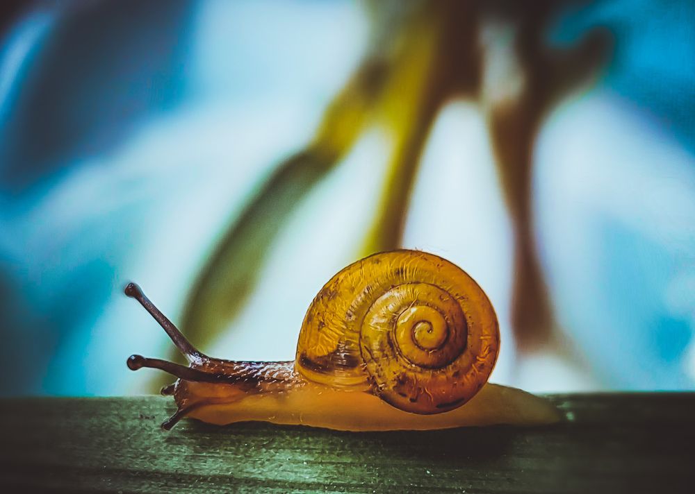 Photograph by Kolesnikova