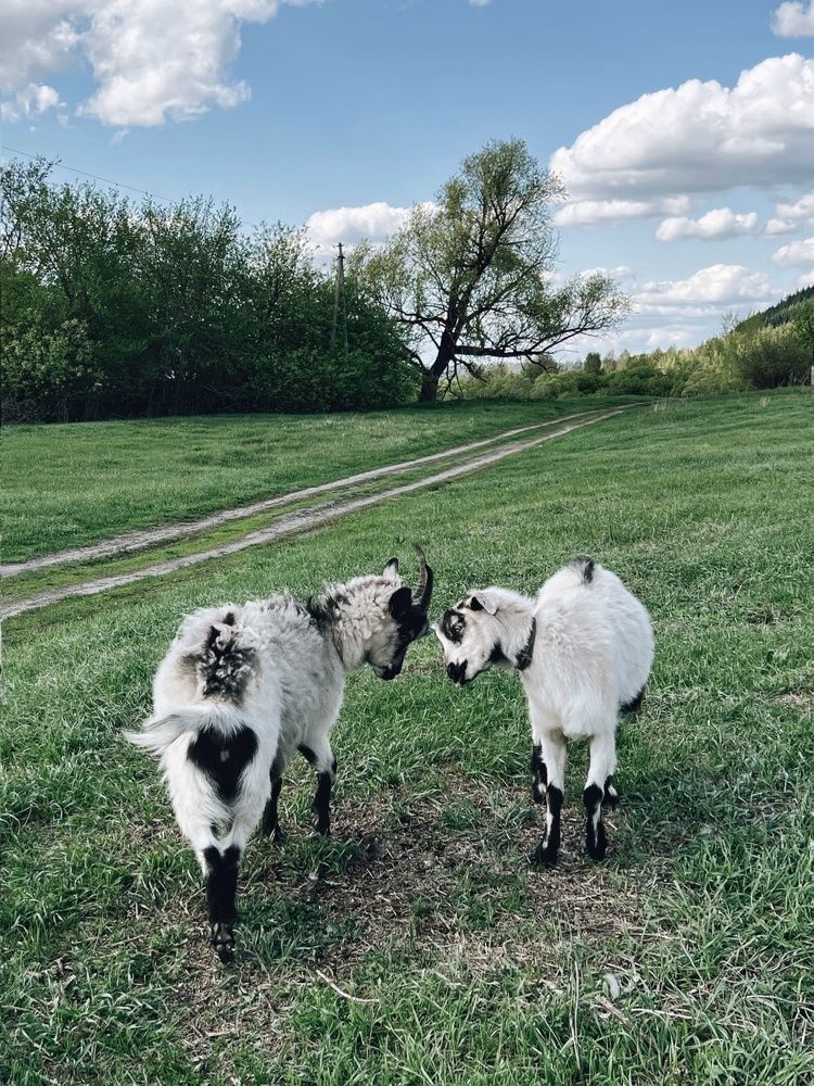 Photograph by Natalya Stepanova