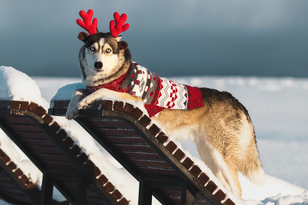 Photograph by Светлана Гущина