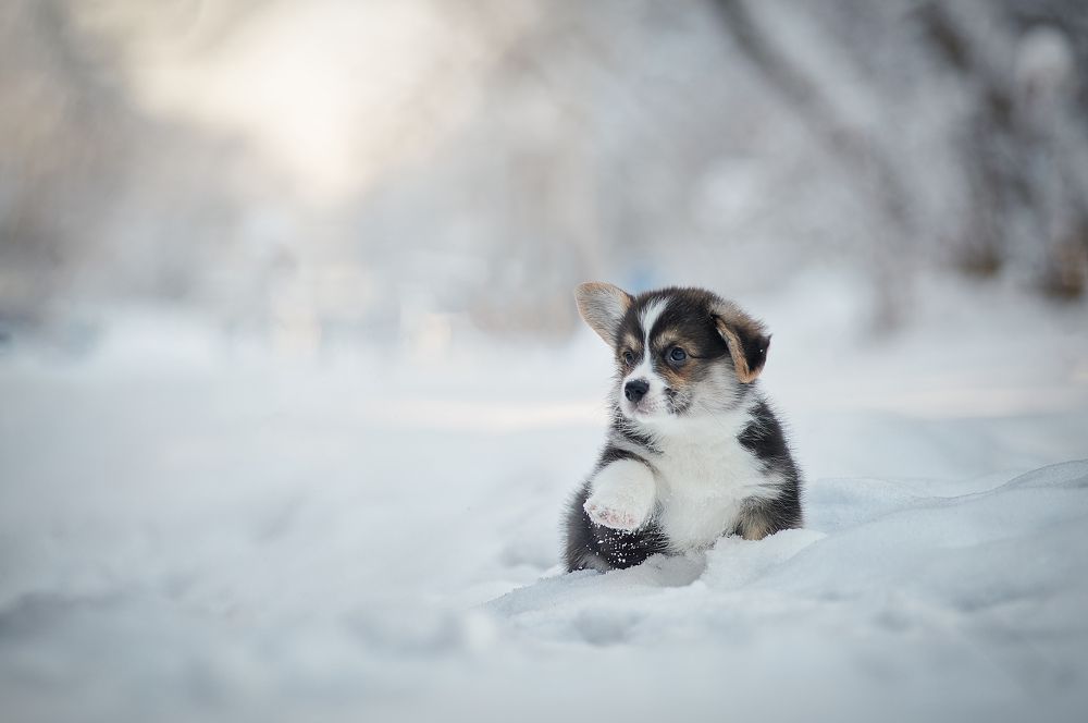 Photograph by Ирина Оболенская