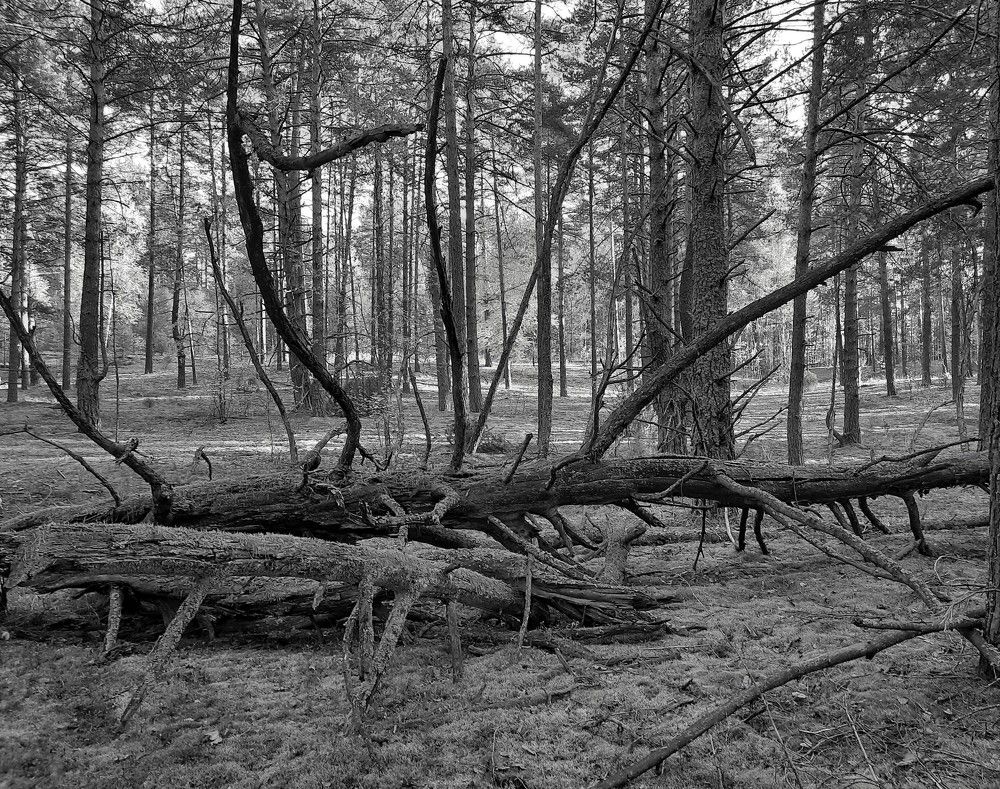 Фотография автора Елена Пикатова