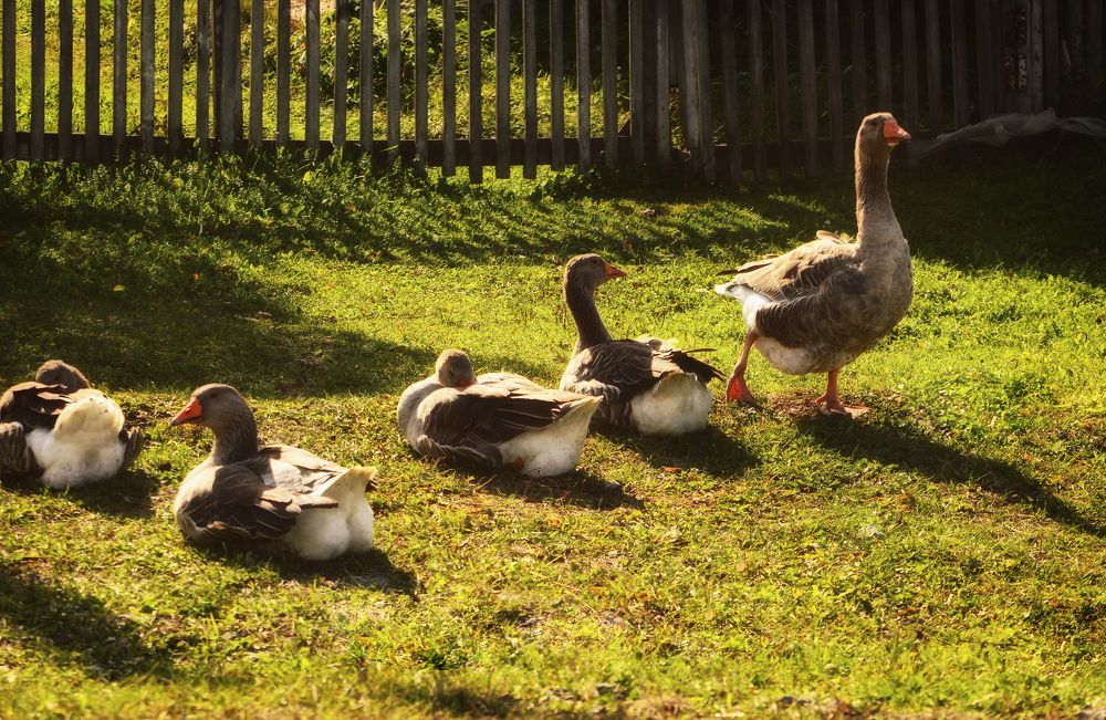 Photograph by Юлия Лушникова