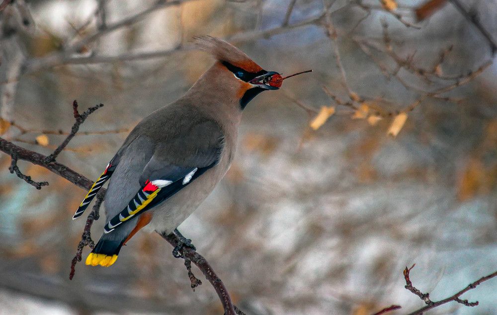 Фотография автора Анатолий