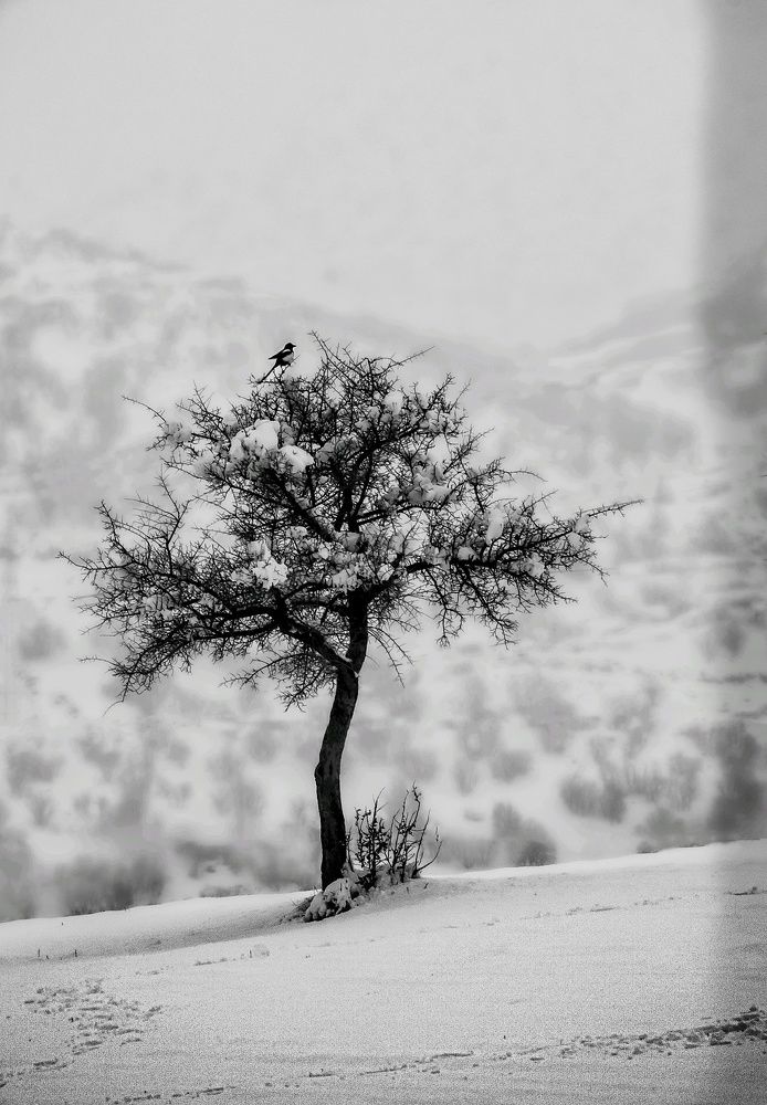 Photograph by Adl Abdolahi