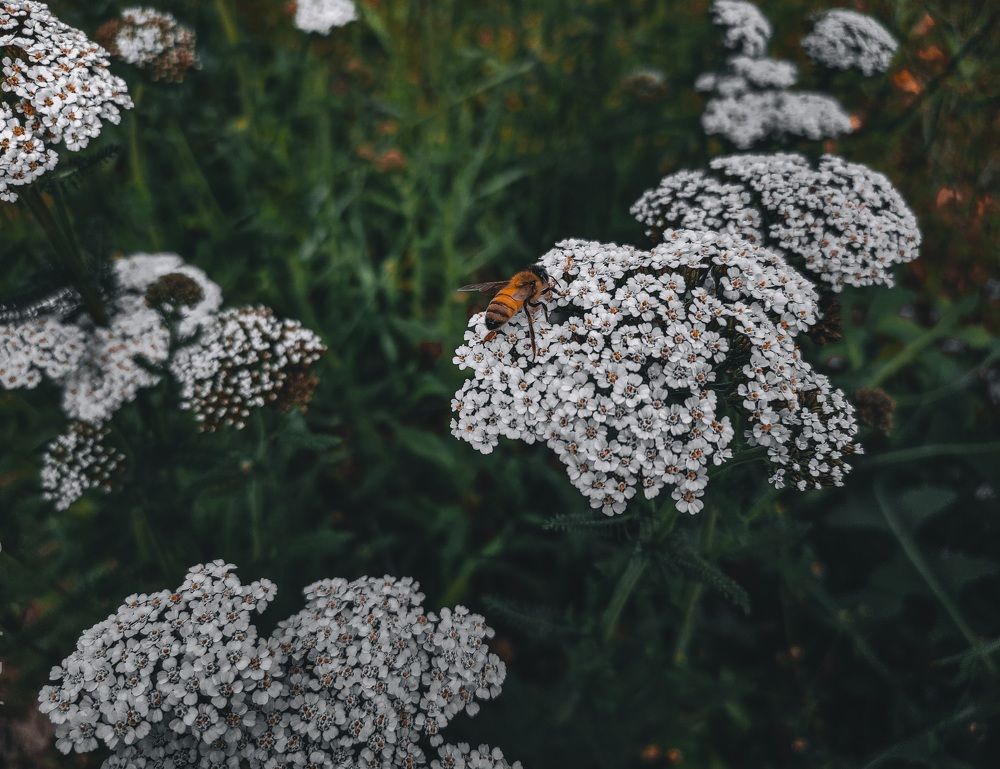 Bee And Her Worl