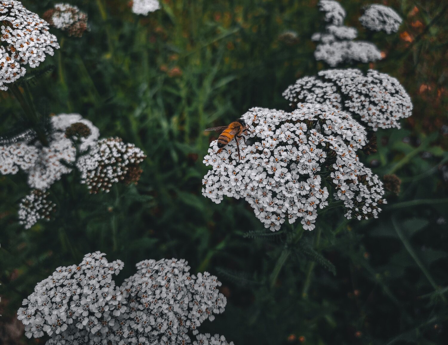 Bee And Her Worl