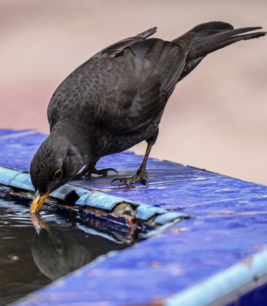 Photograph by Anass Aouissi