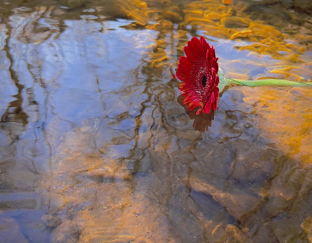 Photograph by Елена Мизина