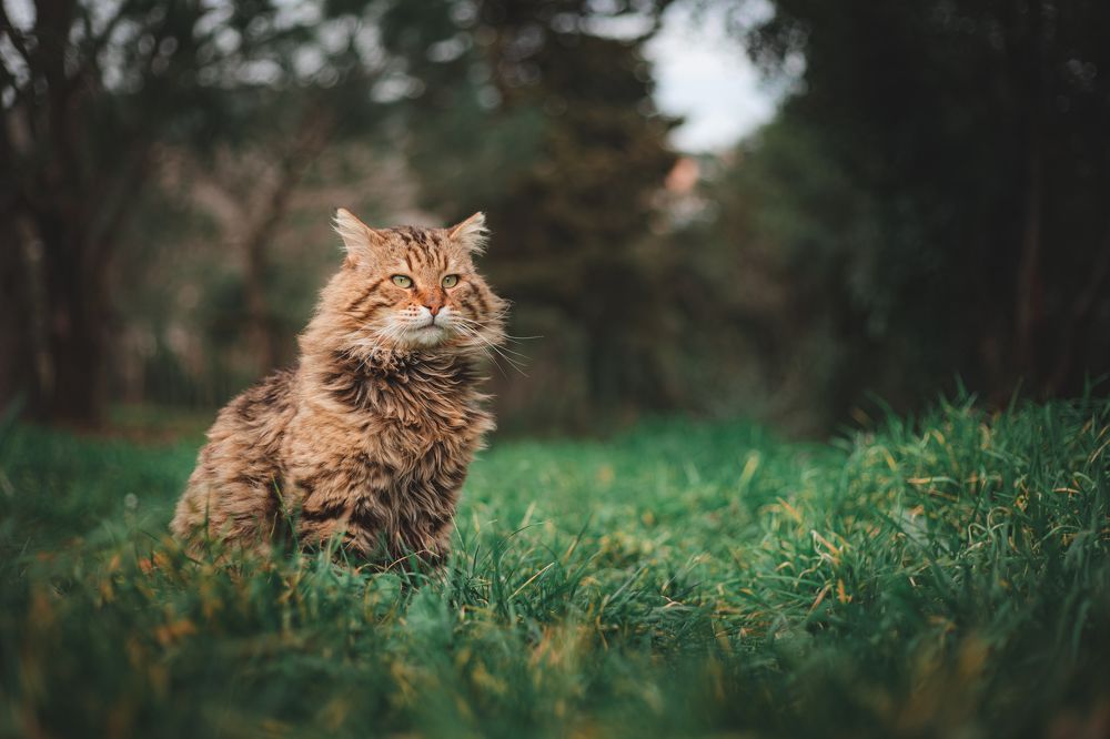 Photograph by Aissa Haffar