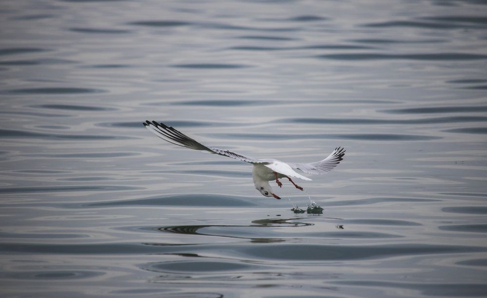 Photograph by Aissa Haffar