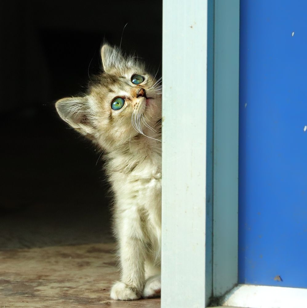 Photograph by Partho Kundu