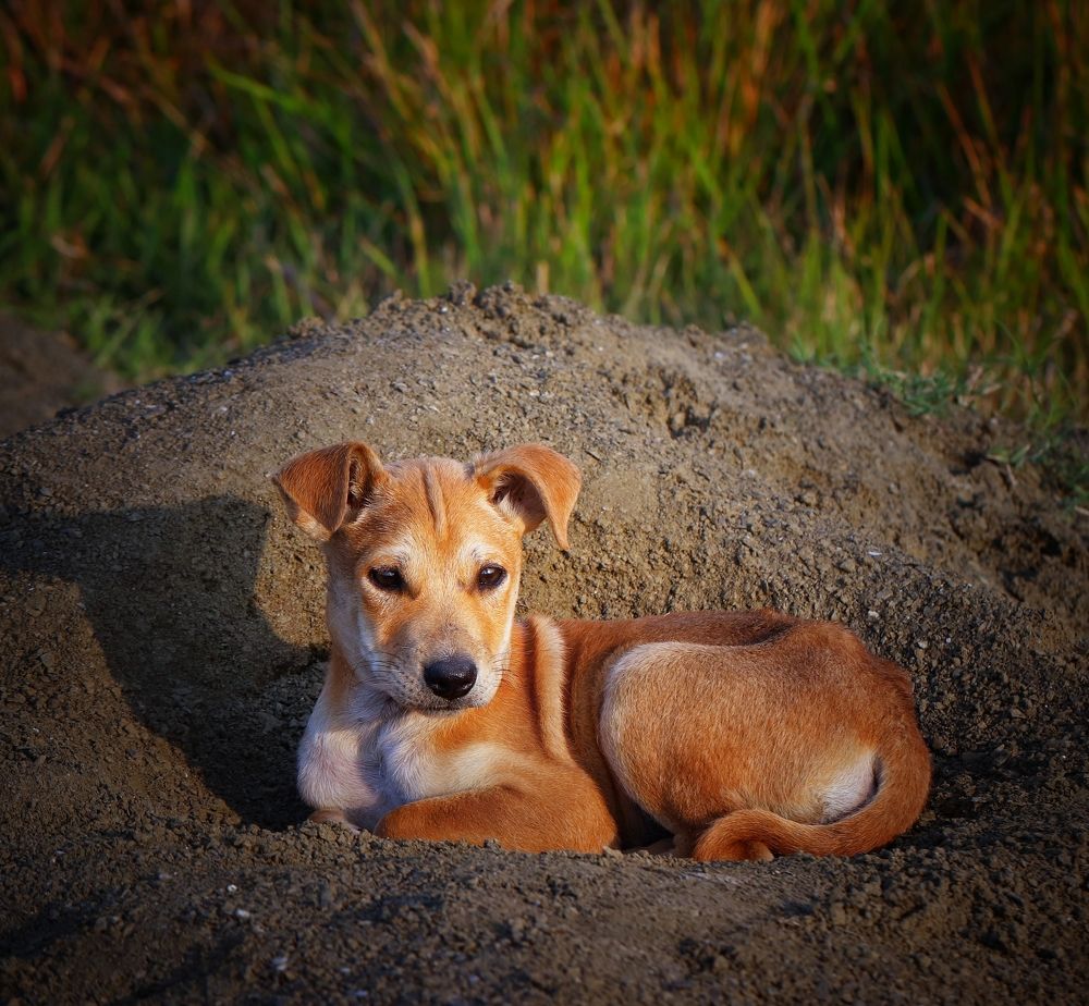 Photograph by Partho Kundu