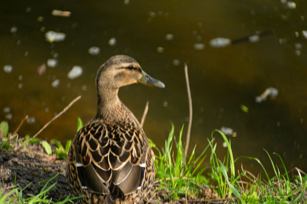 Photograph by Nikita Silyavin