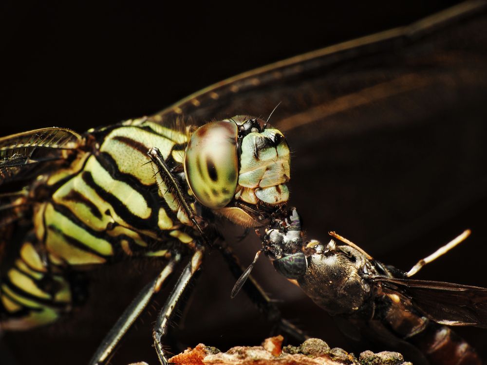 Photograph by Asa Satria Said