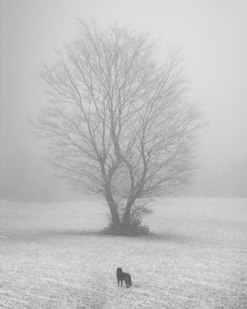 Photograph by Farhood Amni