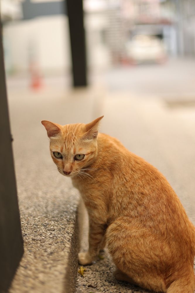 Photograph by Thanet Phanalikool