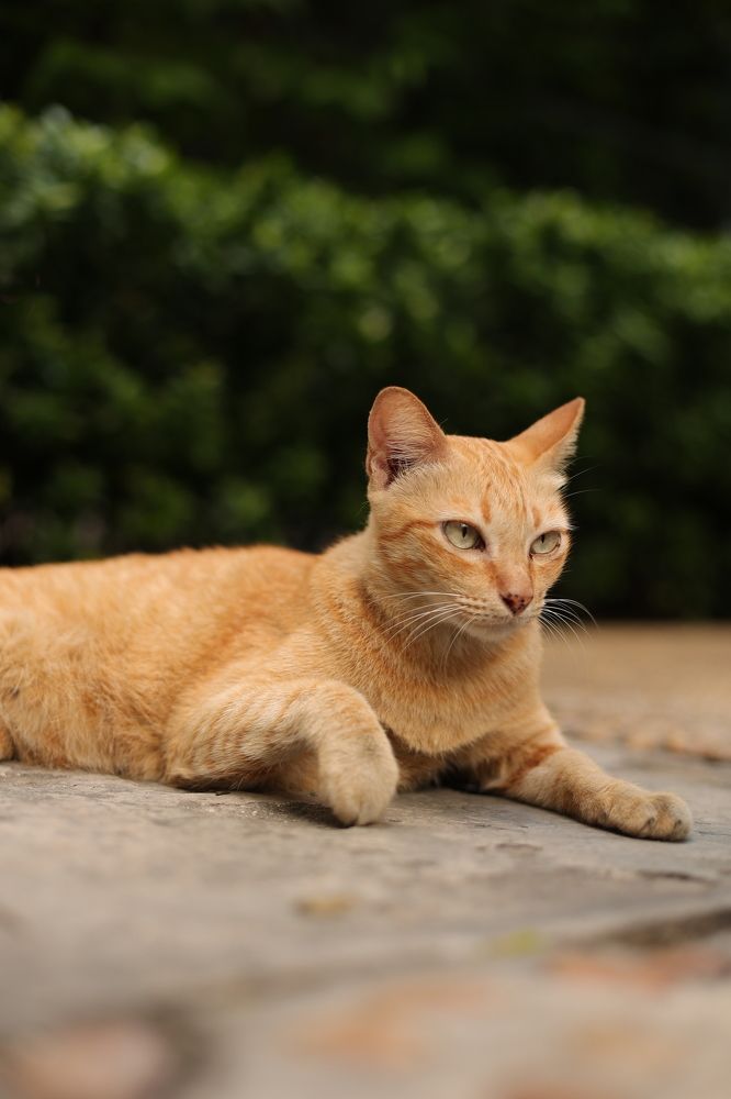 Photograph by Thanet Phanalikool