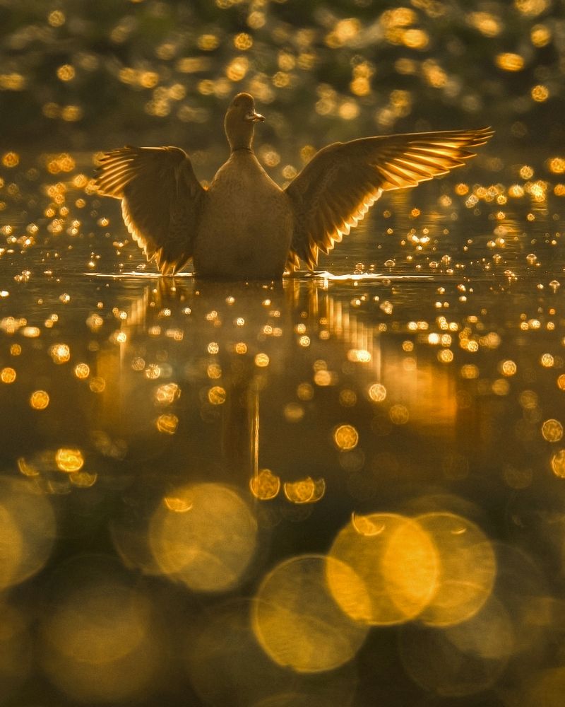 Photograph by Ananth Ramasamy