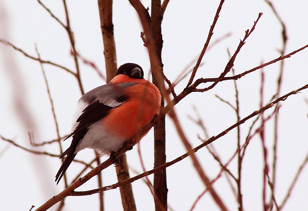 Photograph by Владимир Полотов