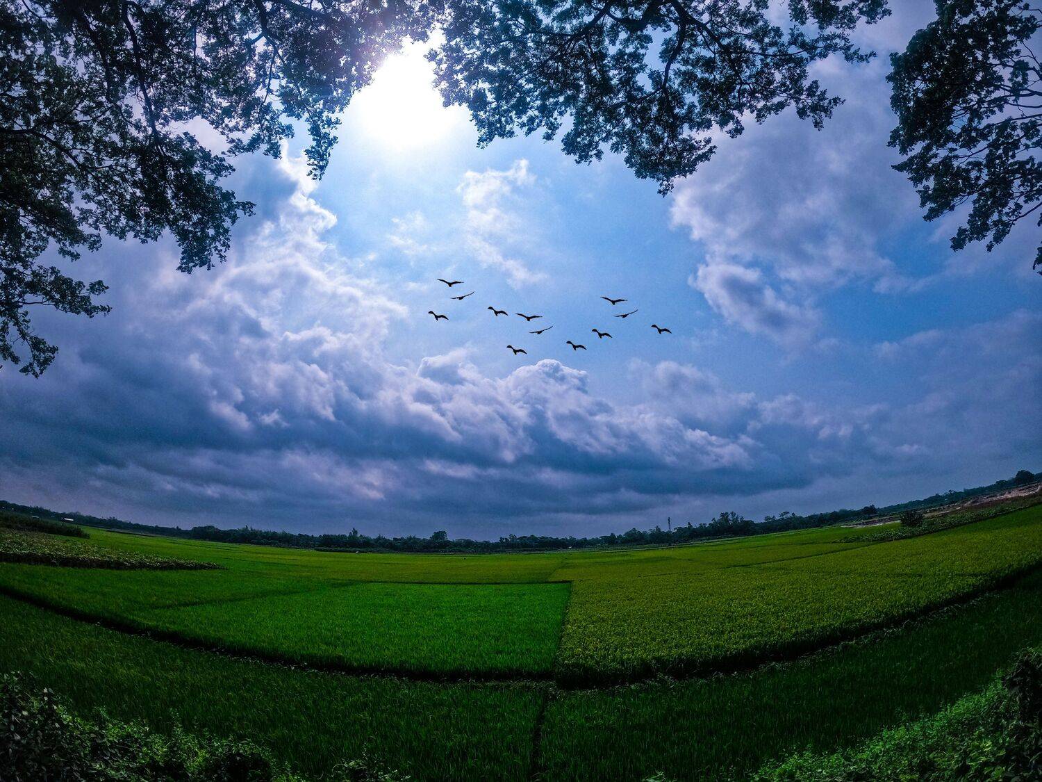 Flying Birds