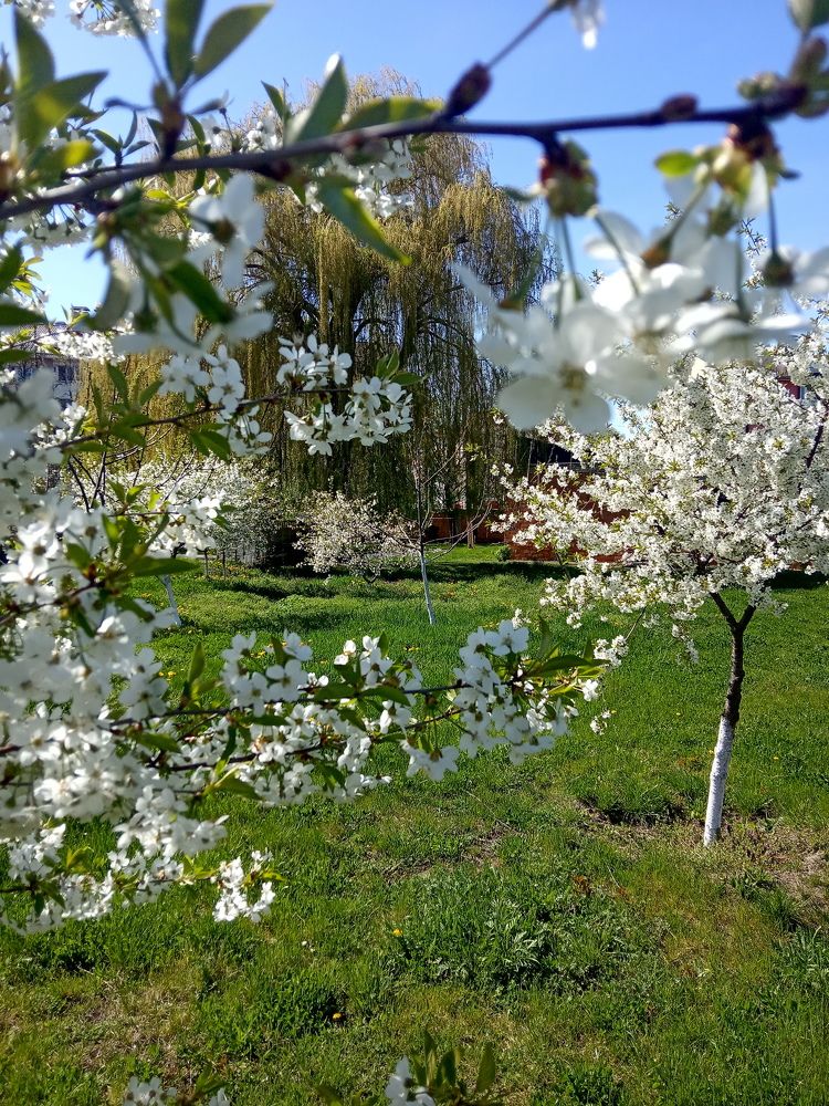 Вишни расцвели