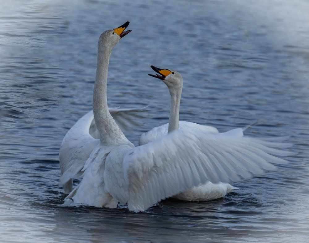 Photograph by Марина Бузина