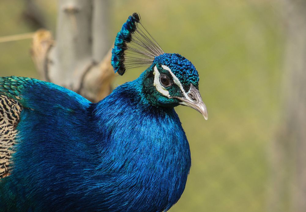 Фотография автора Vahid Basiri