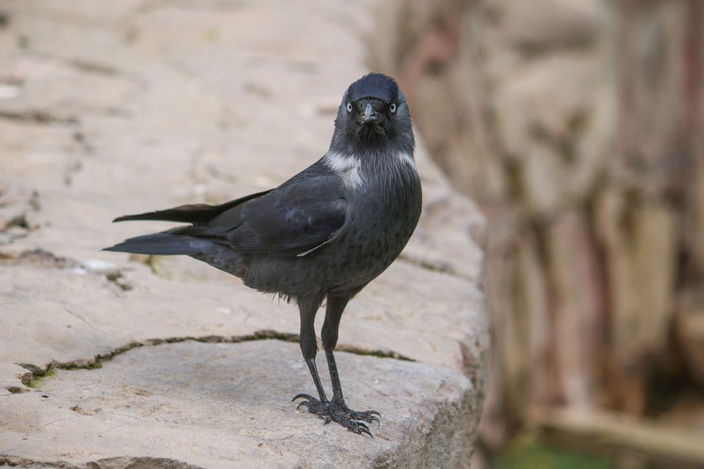 Фотография автора Vahid Basiri