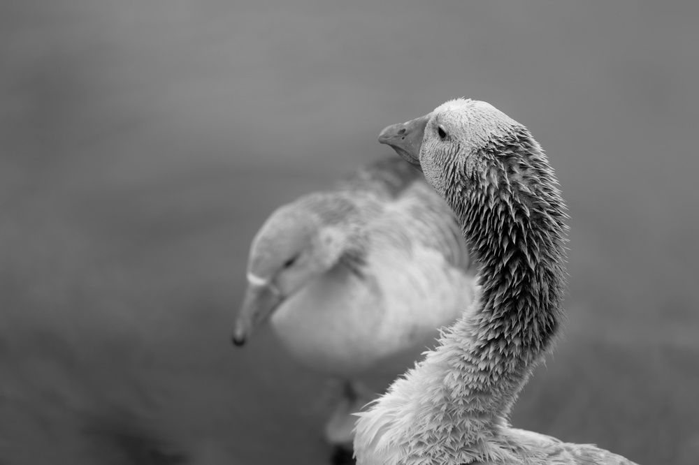 Photograph by Sahar Ghadir