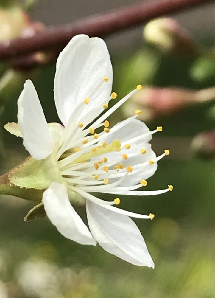 Photograph by Анар Амирова