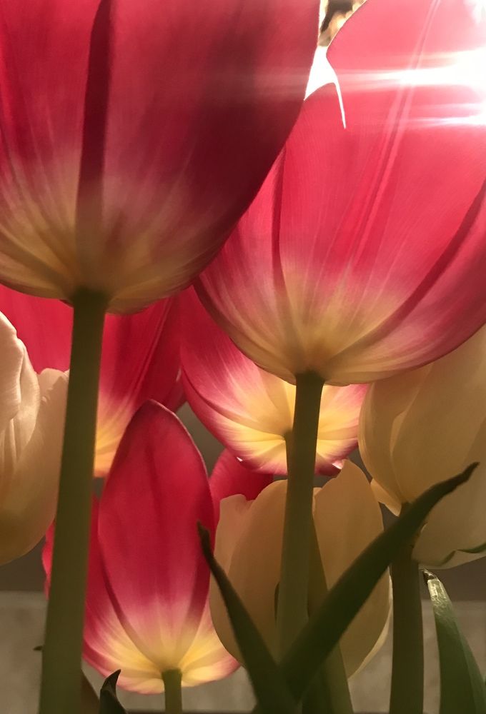 Photograph by Анар Амирова