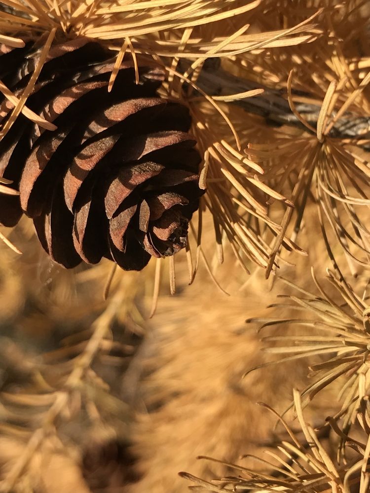 Photograph by Анар Амирова