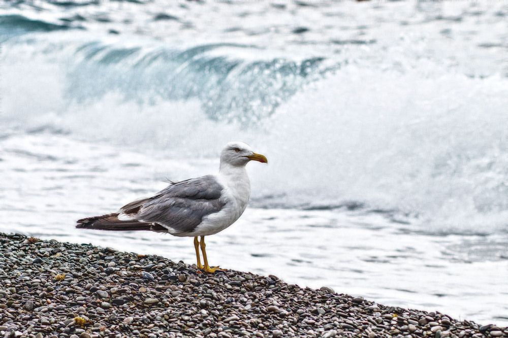 Photograph by Александр Стрельченко