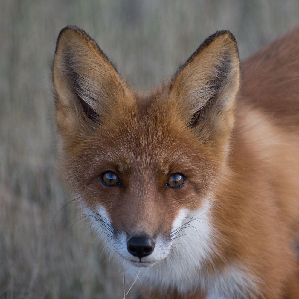 Любопытный лис