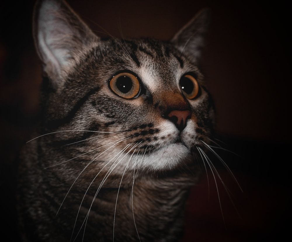 Photograph by Екатерина Хужаева