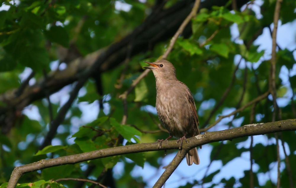Фотография автора  Галина