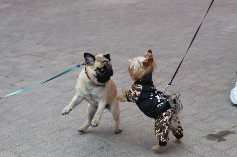 Photograph by Елена Кузнецова