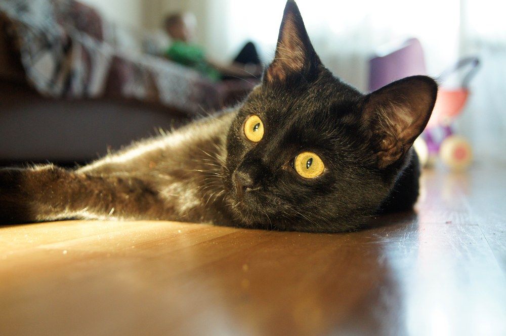 Фотография автора Елена Ерешко