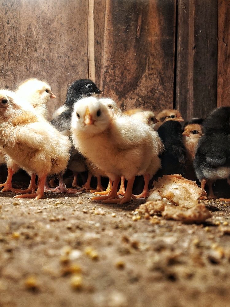 Фотография автора Елена Ерешко